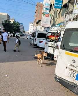 انتشار الكلاب الضالة يثير قلق الأهالي في عدد من أحياء عدن