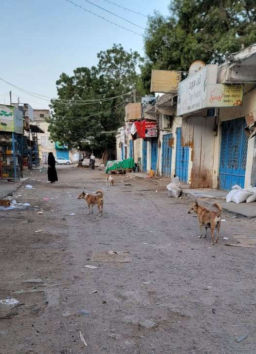 انتشار مخيف للكلاب الضالة بعدد من مديريات عدن