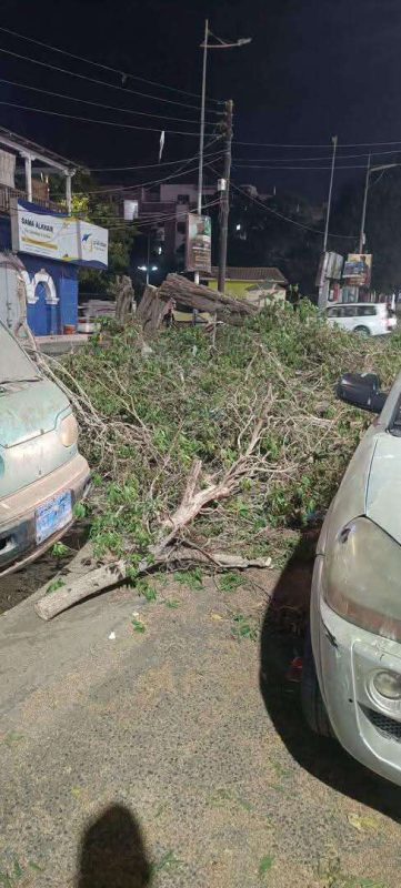 عدن.. مطالبات بمحاسبة المتورطين بتقطيع الأشجار بعدن لتأمين شراء القات